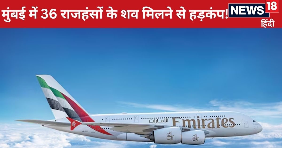 बेजुबानों की मौत का कसूरवार कौन? मुंबई में 36 राजहंसों के शव मिलने से हड़कंप, एमिरेट्स फ्लाइट का क्या कनेक्शन? बेजुबानों की मौत का कसूरवार कौन? मुंबई में 36 राजहंसों के शव मिलने से हड़कंप, एमिरेट्स फ्लाइट का क्या कनेक्शन?
