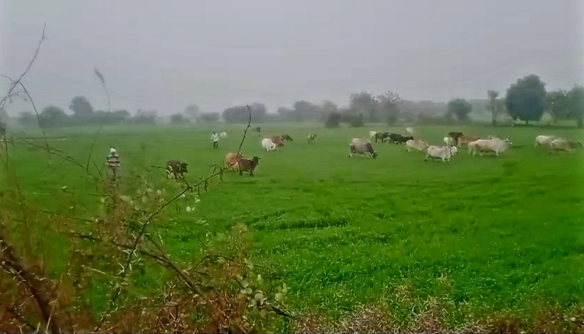 गोवंशों की दावत: यहां फसल चरने पशुओं को खुला छोड़ देते हैं किसान, जानें 400 वर्ष पुरानी इस परंपरा के मायने गोवंशों की दावत: यहां फसल चरने पशुओं को खुला छोड़ देते हैं किसान, जानें 400 वर्ष पुरानी इस परंपरा के मायने