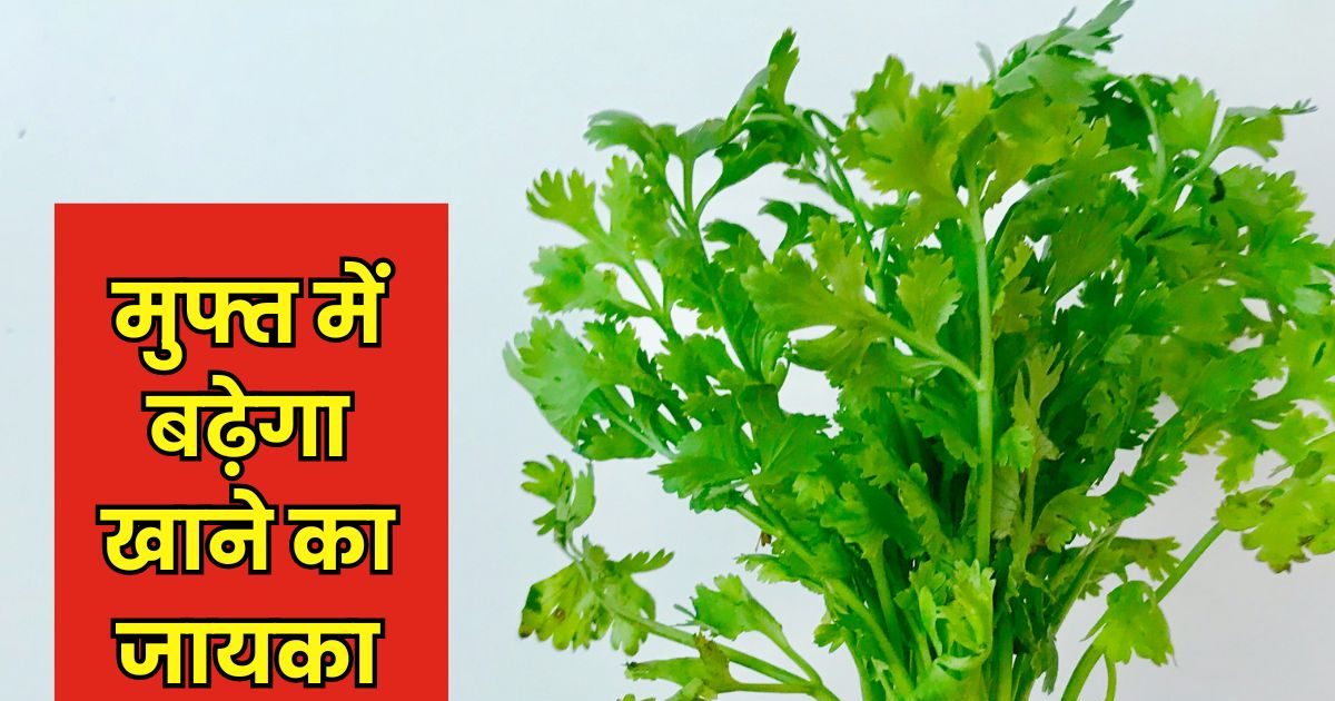 ऑनलाइन शॉपिंग में रेहड़ी वाला मजा! सब्जी के साथ फ्री धनिया दे रही कंपनी ऑनलाइन शॉपिंग में रेहड़ी वाला मजा! सब्जी के साथ फ्री धनिया दे रही कंपनी