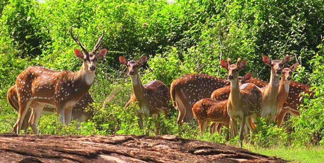 Damoh: वनप्राणियों को शिकारियों से बचाने सीसीएफ रैंक के अधिकारी भी करेंगे जंगल में गश्त, ऑपरेशन वाइल्ड ट्रैप