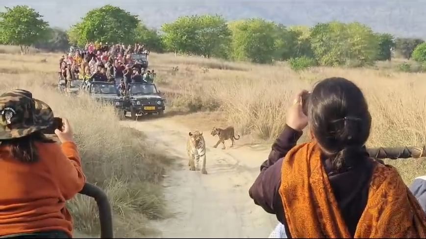 Panna News: अपने दो शावकों को जंगल की बारीकियां सिखाती दिखी पीटीआर की फेमस बाघिन-141, पर्यटक हुए रोमांचित