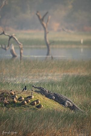 Sagar News: समय से पहले ही दुनिया भर के रंग-बिरंगे पक्षियों ने कहा अलविदा, मौसम ने बदला प्रवासियों का मूड