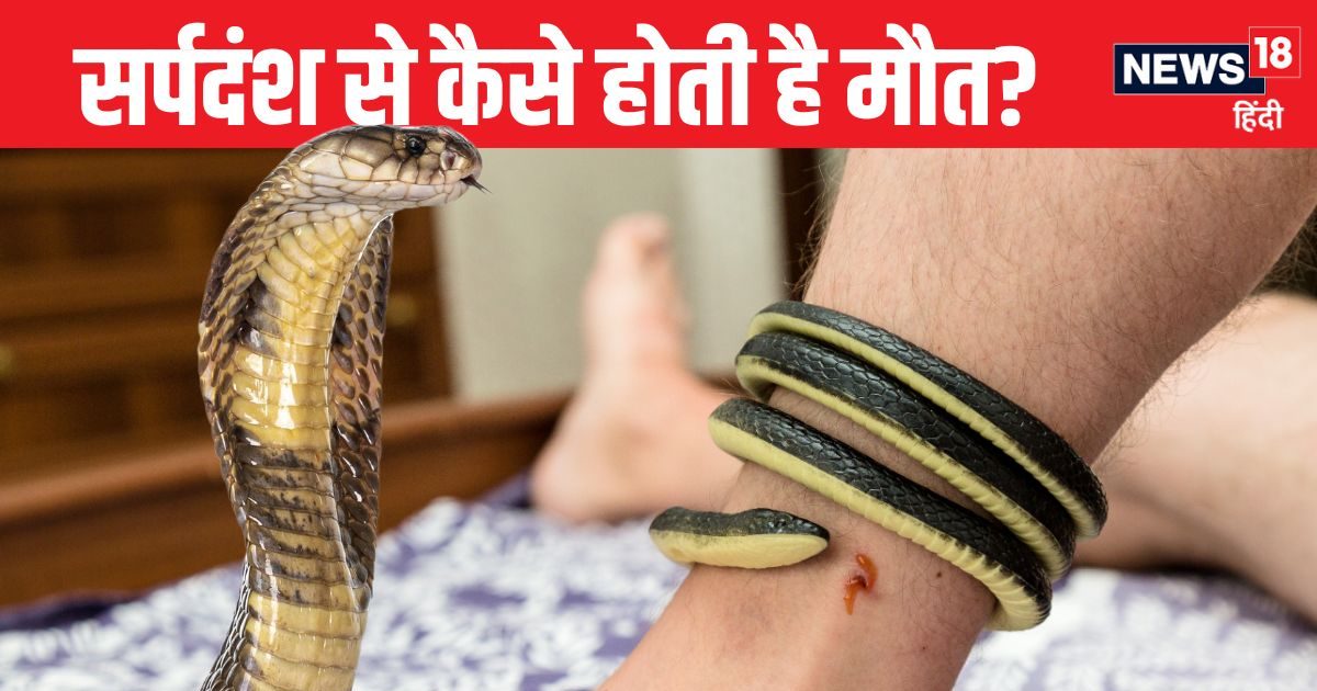 सांप काटने पर किन अंगों को होता है नुकसान? स्नेक के किस हिस्से में होता जहर, कैसे हो जाती मौत, जानें सर्पदंश की ABCD